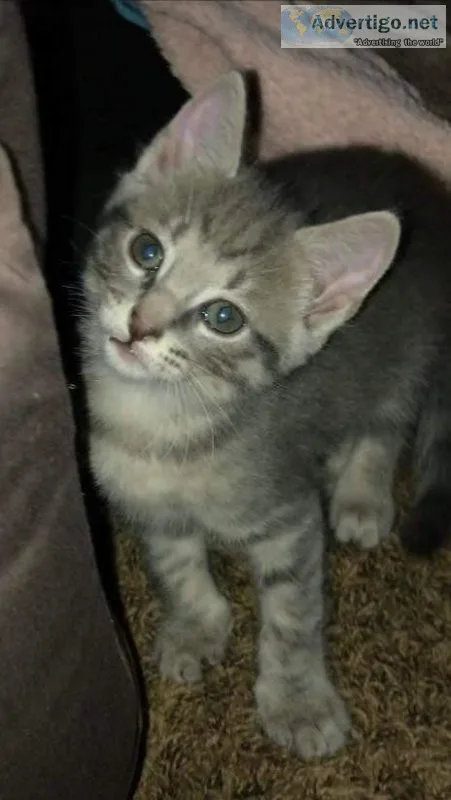 Free Kittens very cute and very sweet