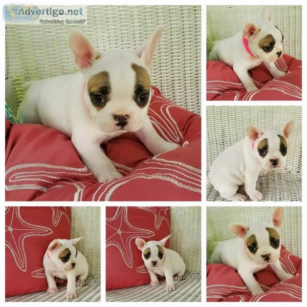 AKC French Bulldog