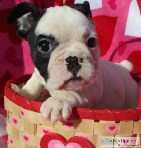 Amazing French bulldog puppy&rsquos