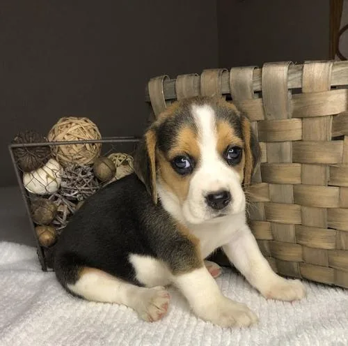 Wil-bel adorable Beagle puppies