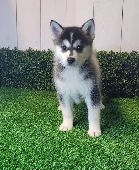 Quality Pomsky Pups Ready For Good Homes