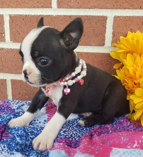 AKc Registered Boston Terrier puppies