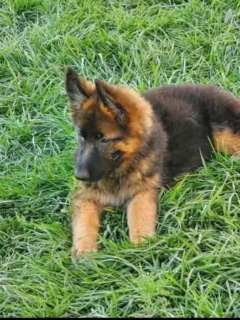 German Shepherd puppies Rehoming