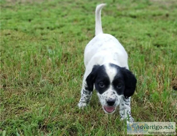 English Setter Pups Ready Now