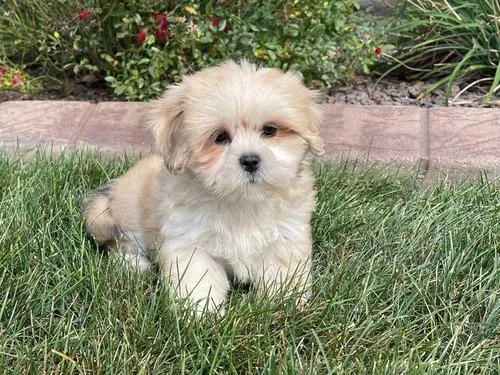 AKC Registered Lhasa Apso