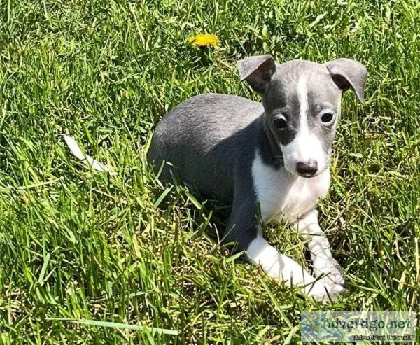 Italian Greyhound Pups Ready Now