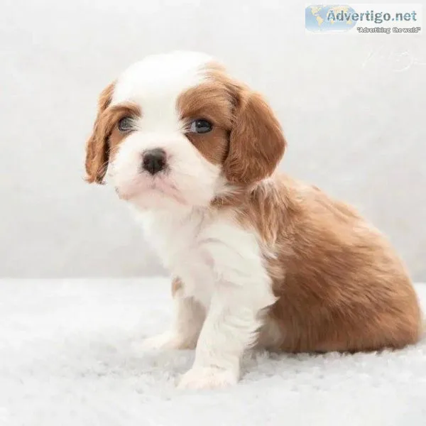 Cavalier king Charles puppies