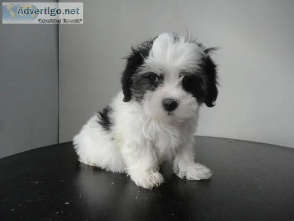 Shorkie puppies