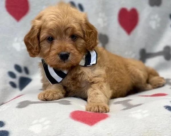 Cavapoo Puppies F1 2 male 1 female