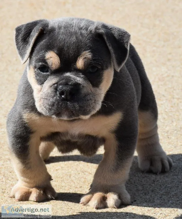Olde English Bulldogge pups
