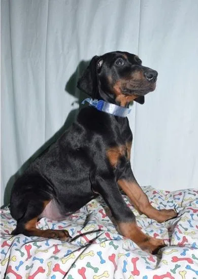 Handsome Doberman Pinscher Puppies Ready