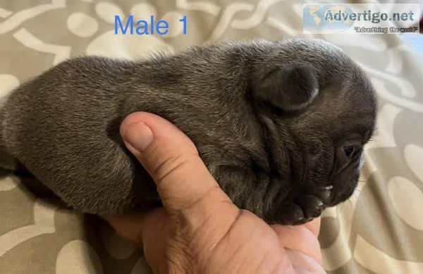 Blue French Bulldog Puppies