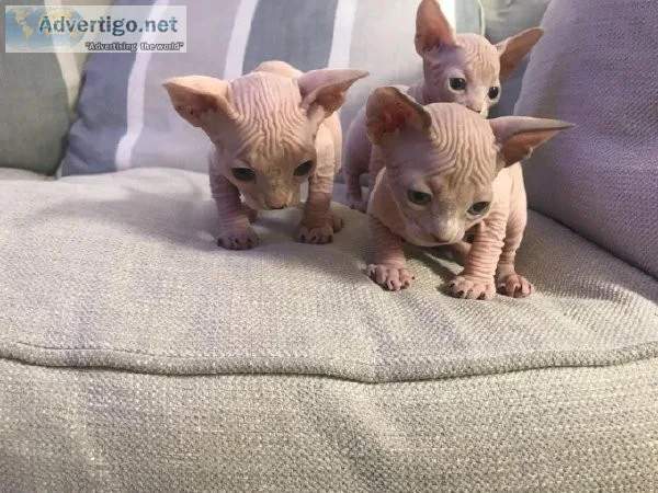 gfgdvhd  Sphynx kittens