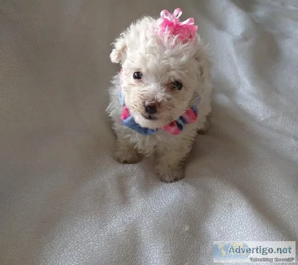 Female Maltese puppy for sale