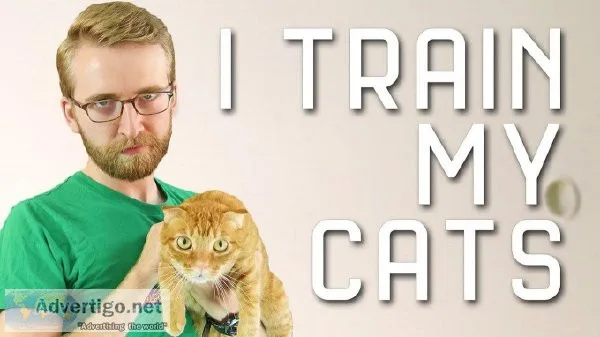 Training Your Cat