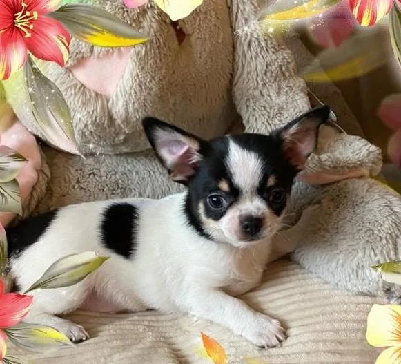 AKc Reg Chihuahua Puppies For Sale.