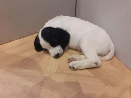 English Springer Spaniel&nbsp Pups Ready Now