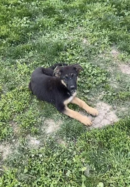 Female German Shepard pups