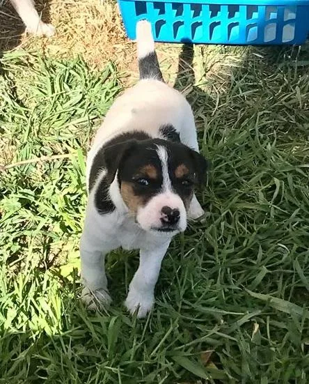 Jack Russel Male and Female For Sale