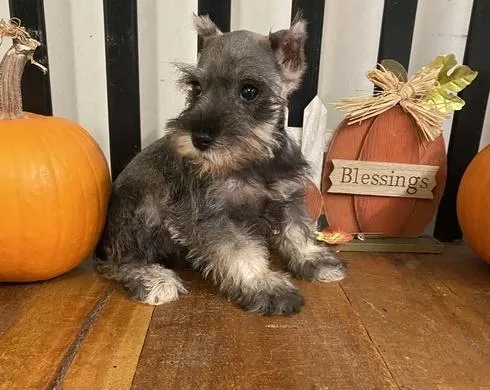 Miniature Schnauzer Pups Ready Now