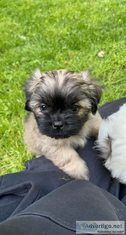 Shih tzu puppies for sale