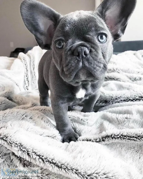 ooe French Bulldog Puppies for sale