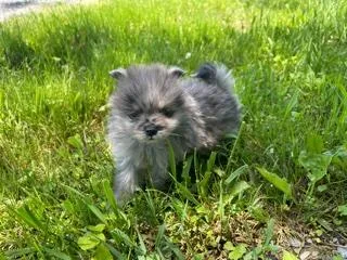 Chico Pom