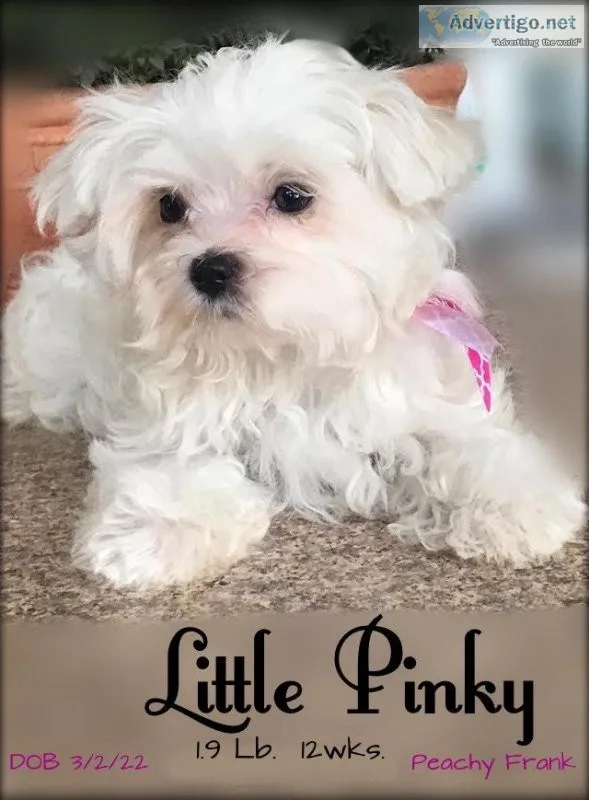Quality Purebred Maltese