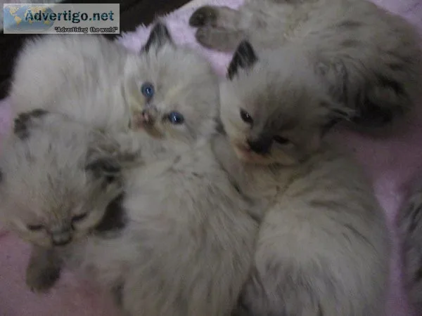 HimalayanSiamese kittens for sale
