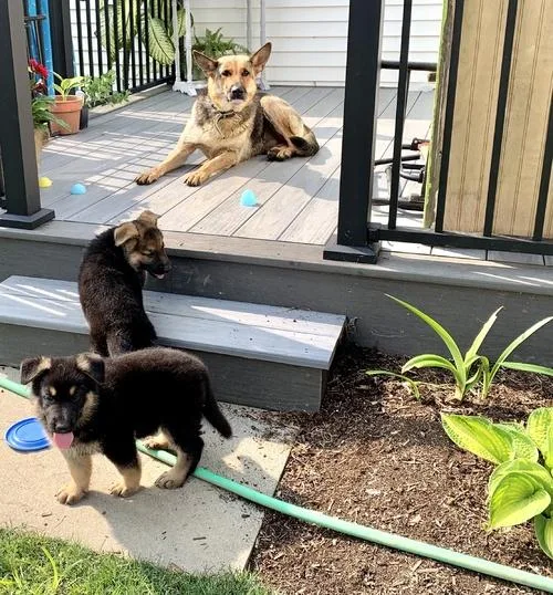German shepherd pups