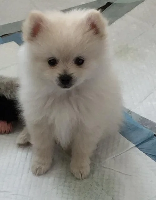 Absolutely Charming Pomeranian with pedigree.