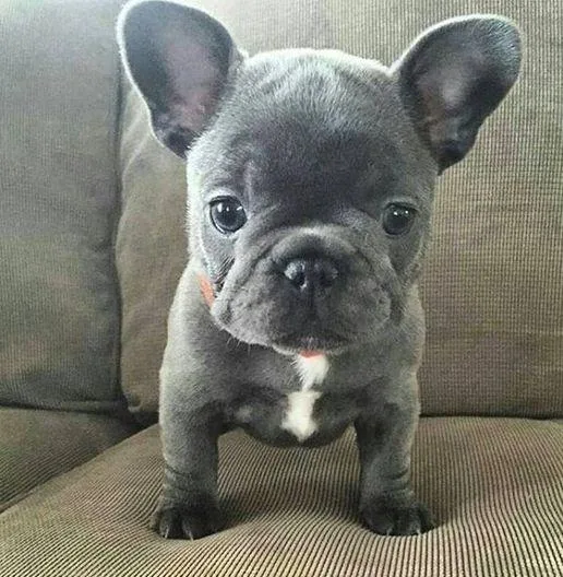 AWESOME FRENCH BULLDOG PUPS AVAILABLE