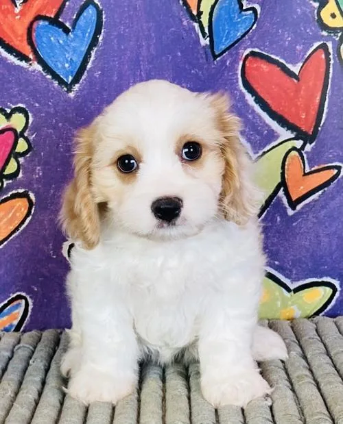 Cavachon puppies 2girls 1 boy