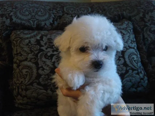 Registered Bichon Frise