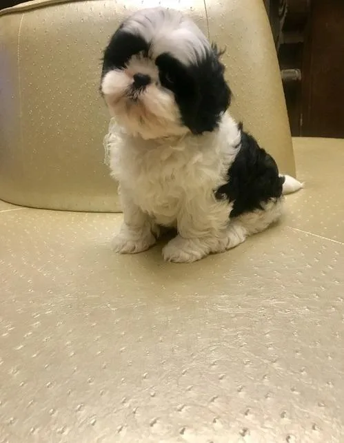 Shih Tzu puppies for sale.