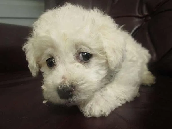 Fantastic Bichon Frise Male and Female