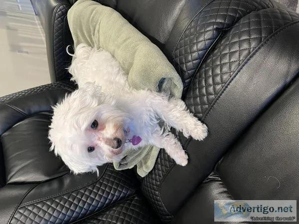 Looking to Rehome Maltese Dog