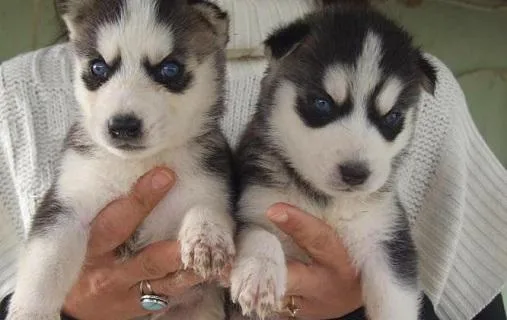 Siberian husky puppies