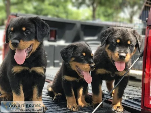 Beautiful Rottweiler pups for sale