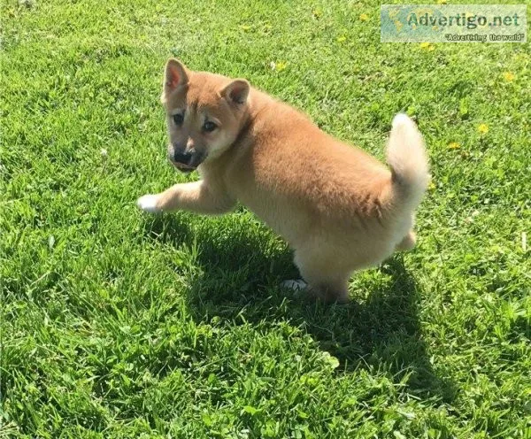 Outstanding Shiba Inu Puppies For Sale