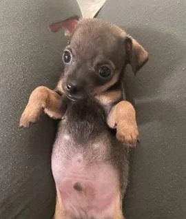 chihuahuas ready for new home