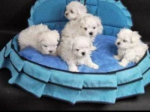 fdgfdg gorgeous maltese babies