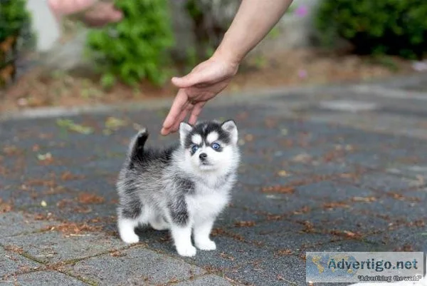 Beautiful Pomsky Puppies