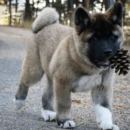 beautiful akita puppies are ready to go now