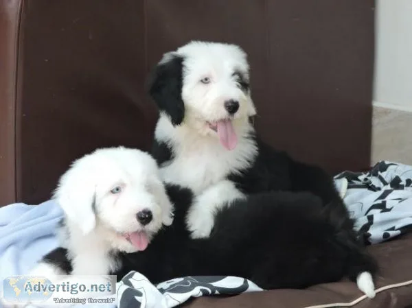 Quality Homes OnlyOld English Sheepdog Pups For Sale.