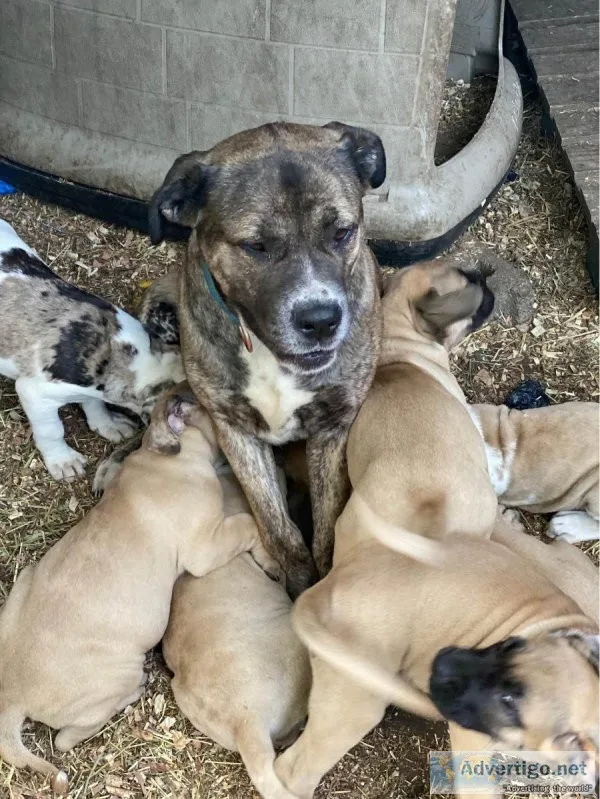 English mastiff cane corso