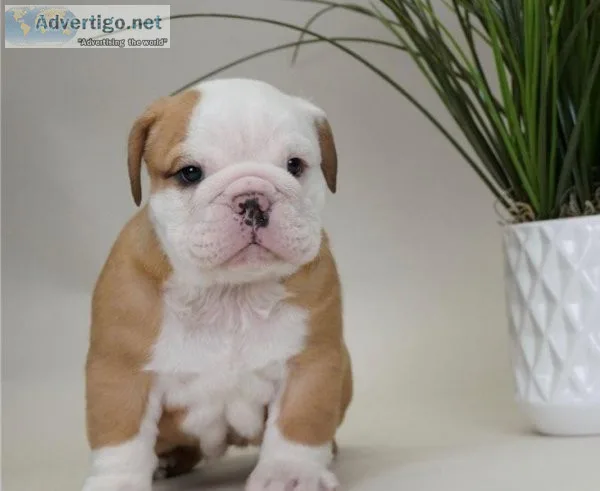 chunky English Bulldog Pups AKC Reg