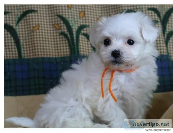 Bolognese Puppies Ready For Good Homes