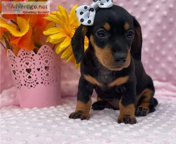 Dachshund puppies for rehome