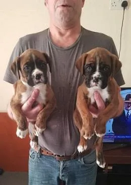 Beautiful Bobtail Boxer Puppies Available